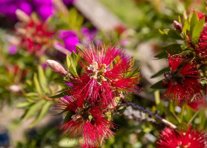 Апартаменты Monte Cristo Сент-Люси-де-Пор