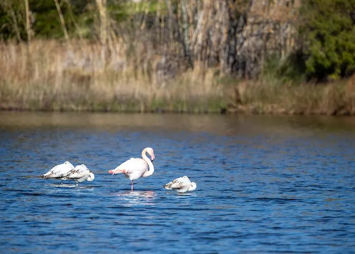 Monte Cristo Сент-Люси-де-Пор