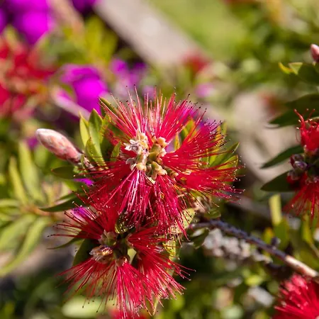 Appartement Monte Cristo Sainte-Lucie-de-Porto-Vecchio